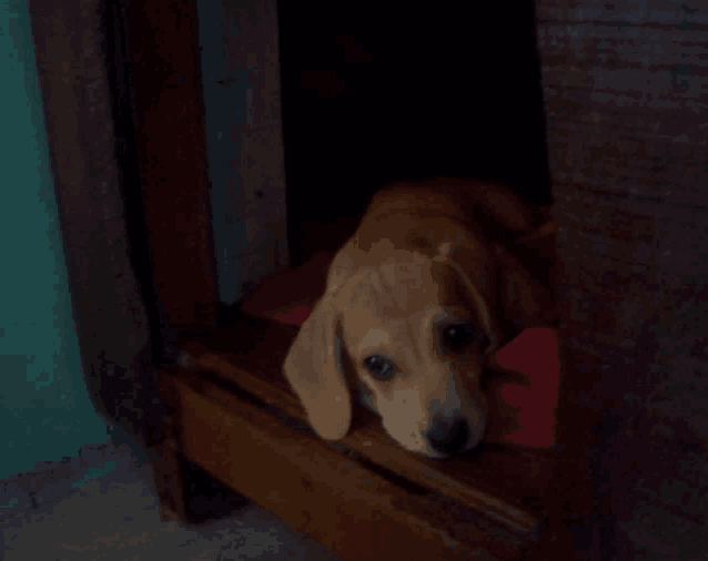 a small brown dog is laying in a wooden crate