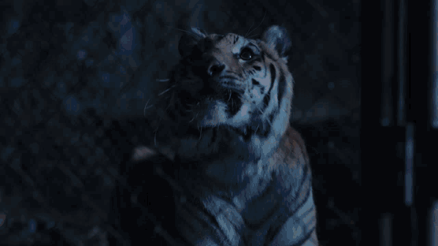 The Tiger Rising Id Love To See That Tiger Just Rise On Up Out Of That Cage GIF - The Tiger Rising Tiger Rising Id Love To See That Tiger Just Rise On Up Out Of That Cage GIFs