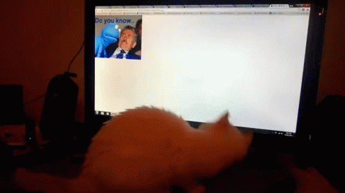 Computer Cat GIF - Computer Cat Kitten GIFs