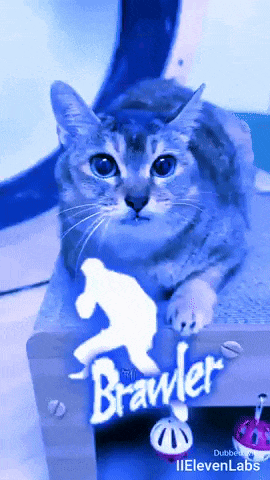 a cat laying on top of a table with the word brawler on it