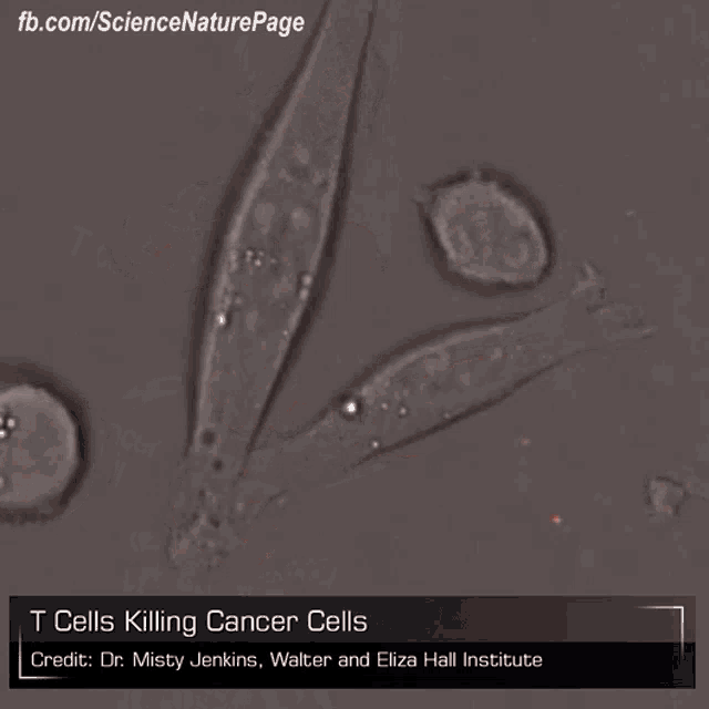 T Cell Cancer GIF - T Cell Cancer GIFs