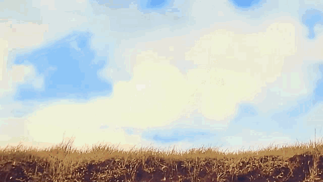 a field of tall grass with a blue sky and white clouds in the background .