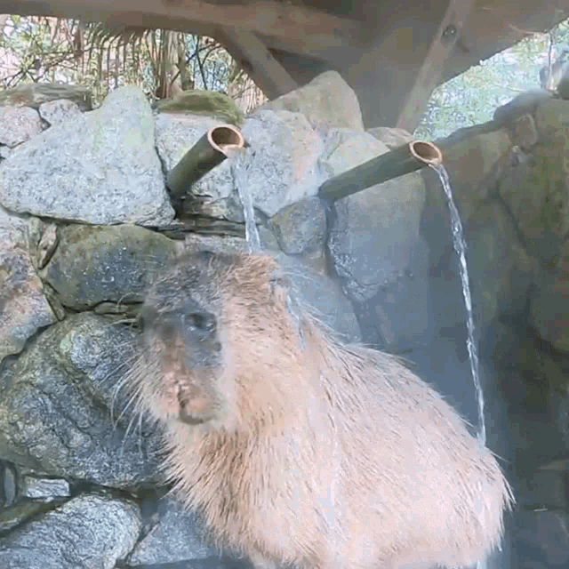 Capybara Capybaras GIF - Capybara Capybaras Capybara Encanto GIFs