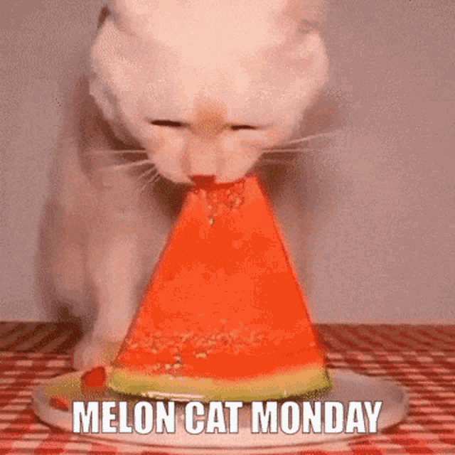 Cat Melon GIF - Cat Melon Eat GIFs