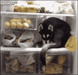 a cat is laying in a refrigerator filled with food including potatoes