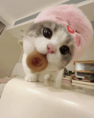 a cat wearing a pink hat eating a doughnut