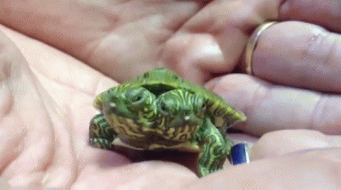 Two-headed Turtle Hatches At San Antonio Zoo GIF - News Animals Turtle GIFs