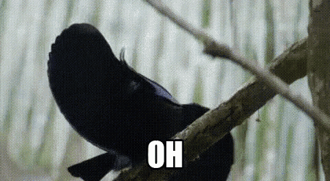 a black bird is perched on a tree branch with the words `` oh '' written below it .
