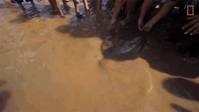 Swimming Rare Giant Softshell Turtle Released Into The Wild GIF - Swimming Rare Giant Softshell Turtle Released Into The Wild Getting Wet GIFs