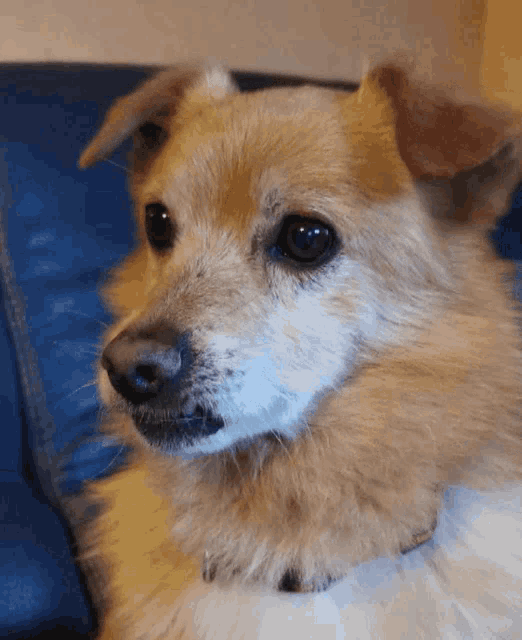 a close up of a dog 's face on a blue couch