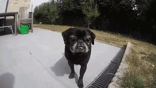 a black pug dog is walking on a patio with a green watering can in the background