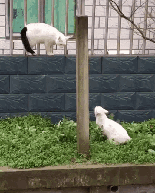 Cats Fight GIF - Cats Fight Fighting GIFs