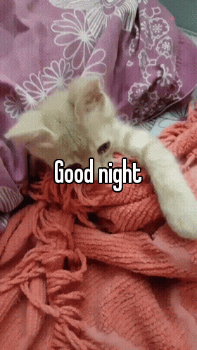 a kitten is laying on a blanket with the words good night written above it