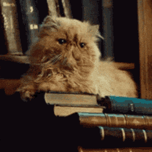 a fluffy cat is laying on top of a stack of books
