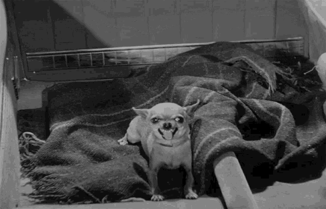 a small dog is laying on a blanket with its mouth open