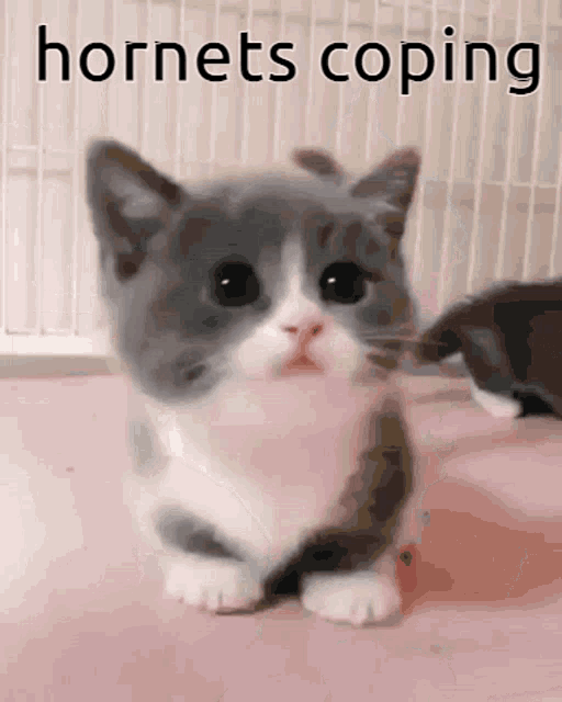 a gray and white kitten is sitting on a pink surface with the words hornets coping below it