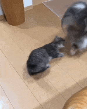 two cats are playing on a wooden floor in a living room .