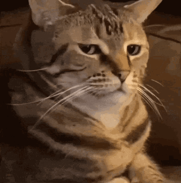 Are You For Real Cat GIF