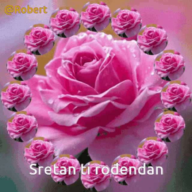 a pink rose is surrounded by pink roses with the words sretan ti rodendan below it