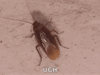 Cockroach Insect GIF - Cockroach Roach Insect GIFs