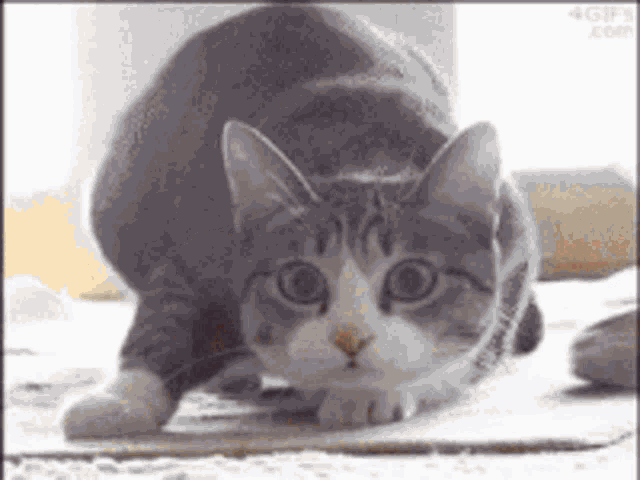 Wiggle Cat GIF - Wiggle Cat Emma Watson GIFs