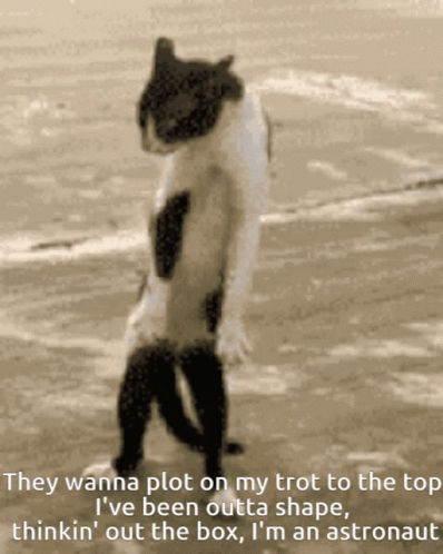 They Wanna Plot On My Trot To The Top Enemy GIF - They Wanna Plot On My Trot To The Top Enemy Cat GIFs
