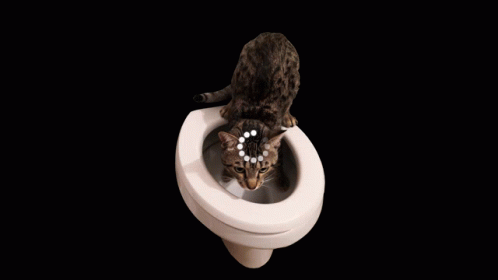 Cat Load GIF - Cat Load GIFs