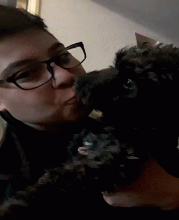 Dog Kissing GIF - Dog Kissing Human GIFs