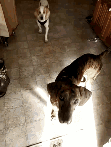 Dogs Pets GIF - Dogs Pets GIFs