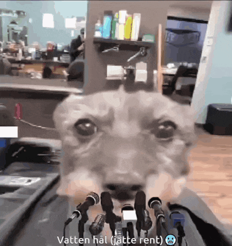 a dog is standing in front of a bunch of microphones with the caption vatten hal