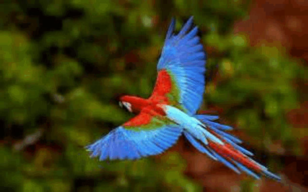 a colorful parrot is flying through the air with its wings outstretched .
