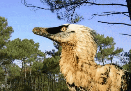 Velociraptor GIF