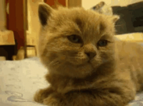 Sorry Cat GIF - Sorry Cat Nap GIFs