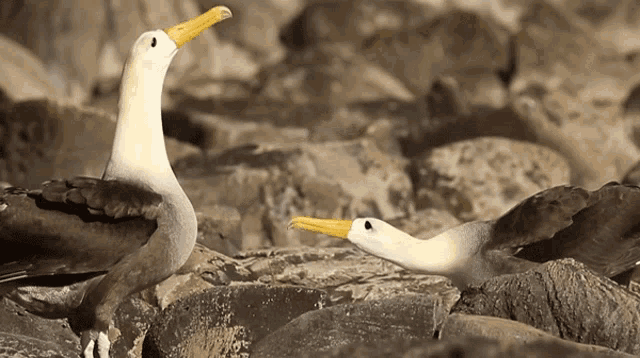 two birds with yellow beaks are standing on a rock