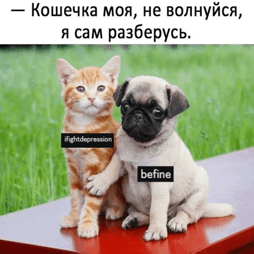 a pug puppy and a kitten are sitting next to each other with a caption that says iffightdepression