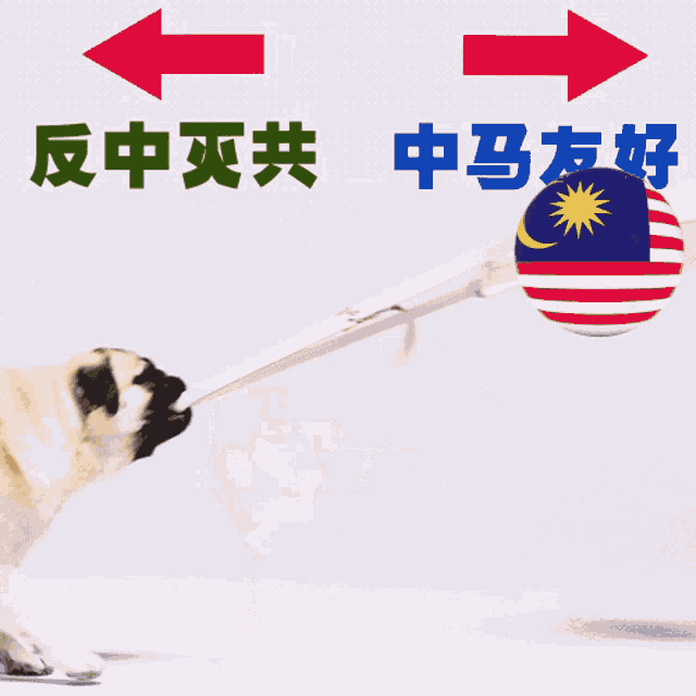 a pug dog on a leash with arrows pointing to the left and right