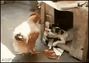 a picture of a chicken and a cat with the website 4gifs.com