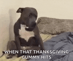 a dog is sitting on a bed with a gummy hit in his mouth .