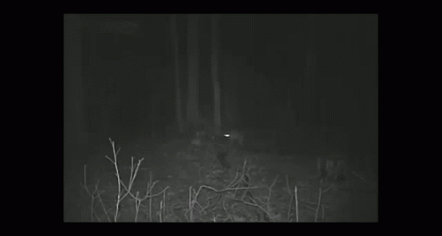 Bobcat Eye Shine GIF - Bobcat Eye Shine Caught In Camera GIFs