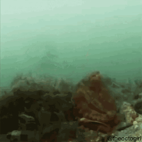 Attack Octopus GIF - Attack Octopus Tentacles GIFs