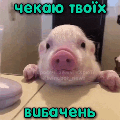 a pig is looking at itself in a mirror with the words " ekao tvoix " above it