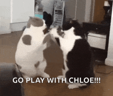 two cats are playing with each other in a living room with the words `` go play with chloe '' written below them .