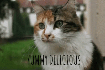 Cat Delicious GIF - Cat Delicious Food GIFs