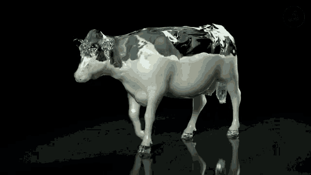 a black and white cow on a black background with the words colour correct below