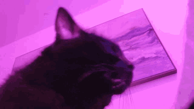 a black cat looking at a purple painting