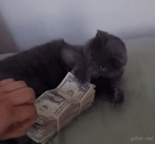 Money Cat GIF - Money Cat Mine GIFs