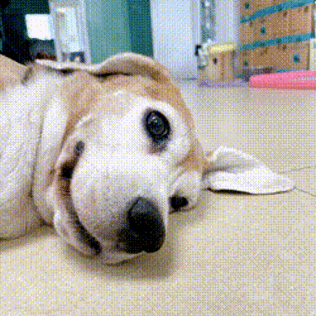 a brown and white dog is laying on its back