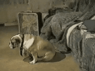 Dog Itchy GIF - Dog Itchy Butt GIFs