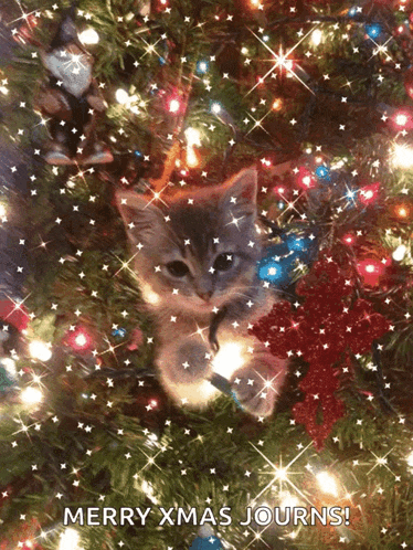 a kitten in a christmas tree with merry xmas journs written on the bottom