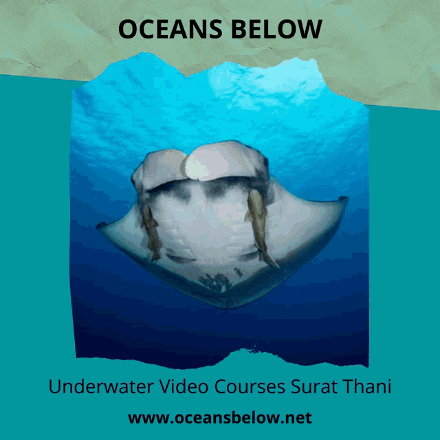 a poster for oceans below shows a stingray in the ocean